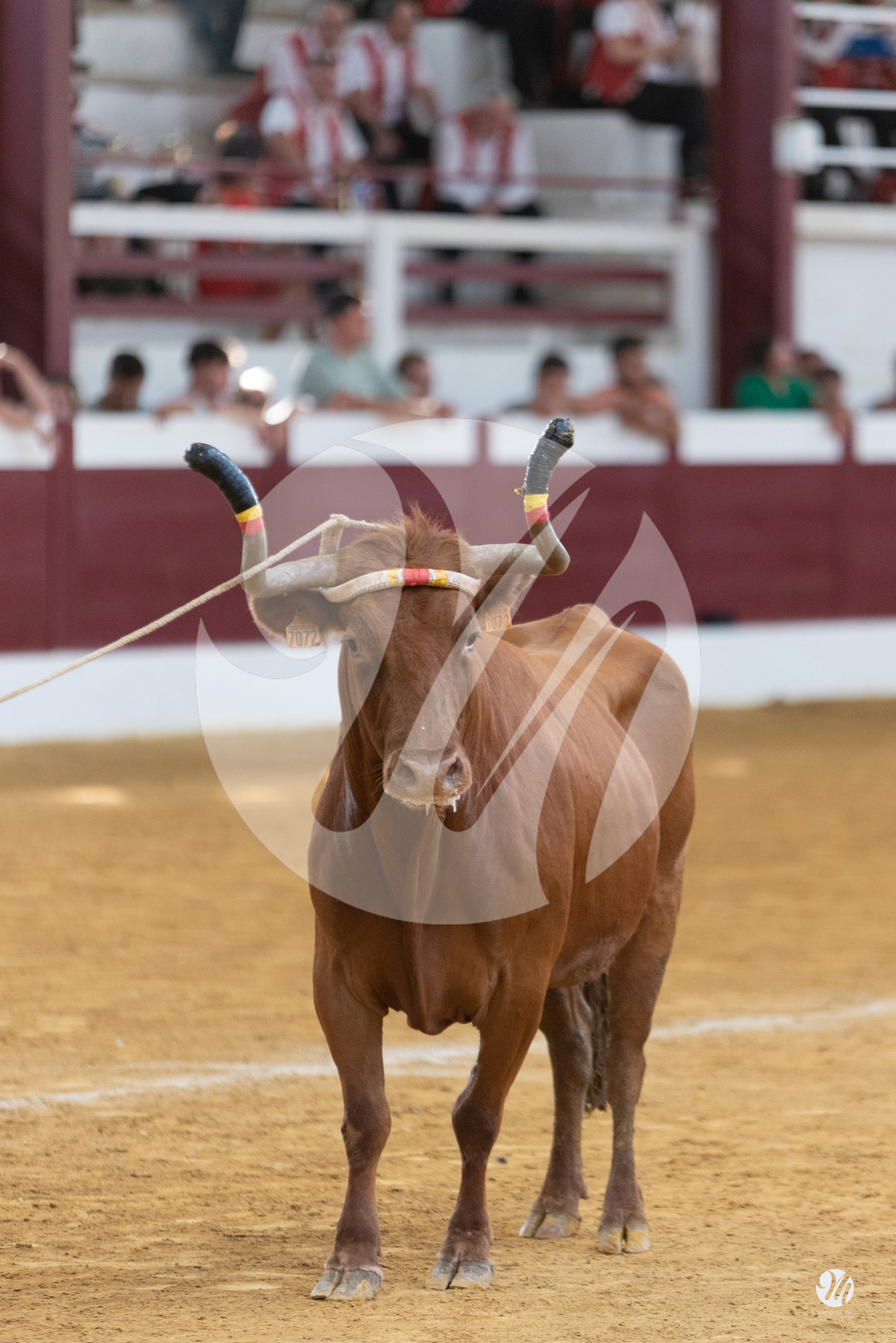 dsc_9965.jpg