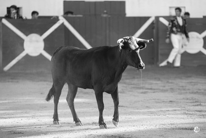 dsc_8138.jpg-nb.jpg