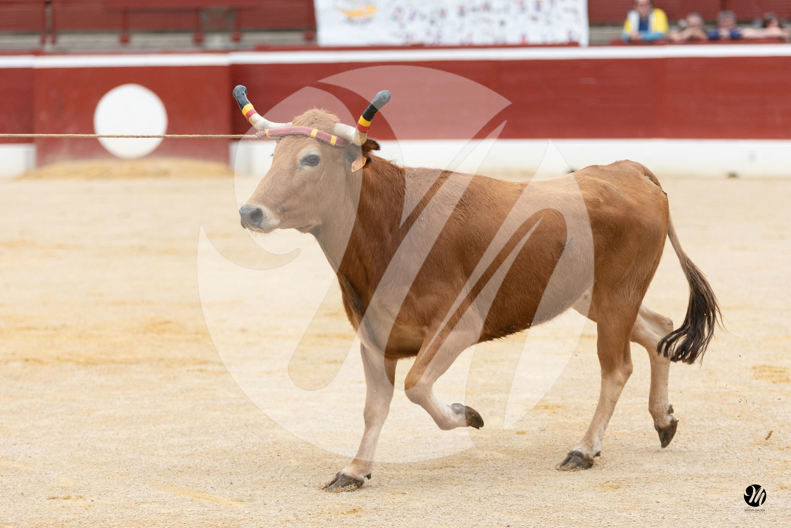 dsc_0811.jpg