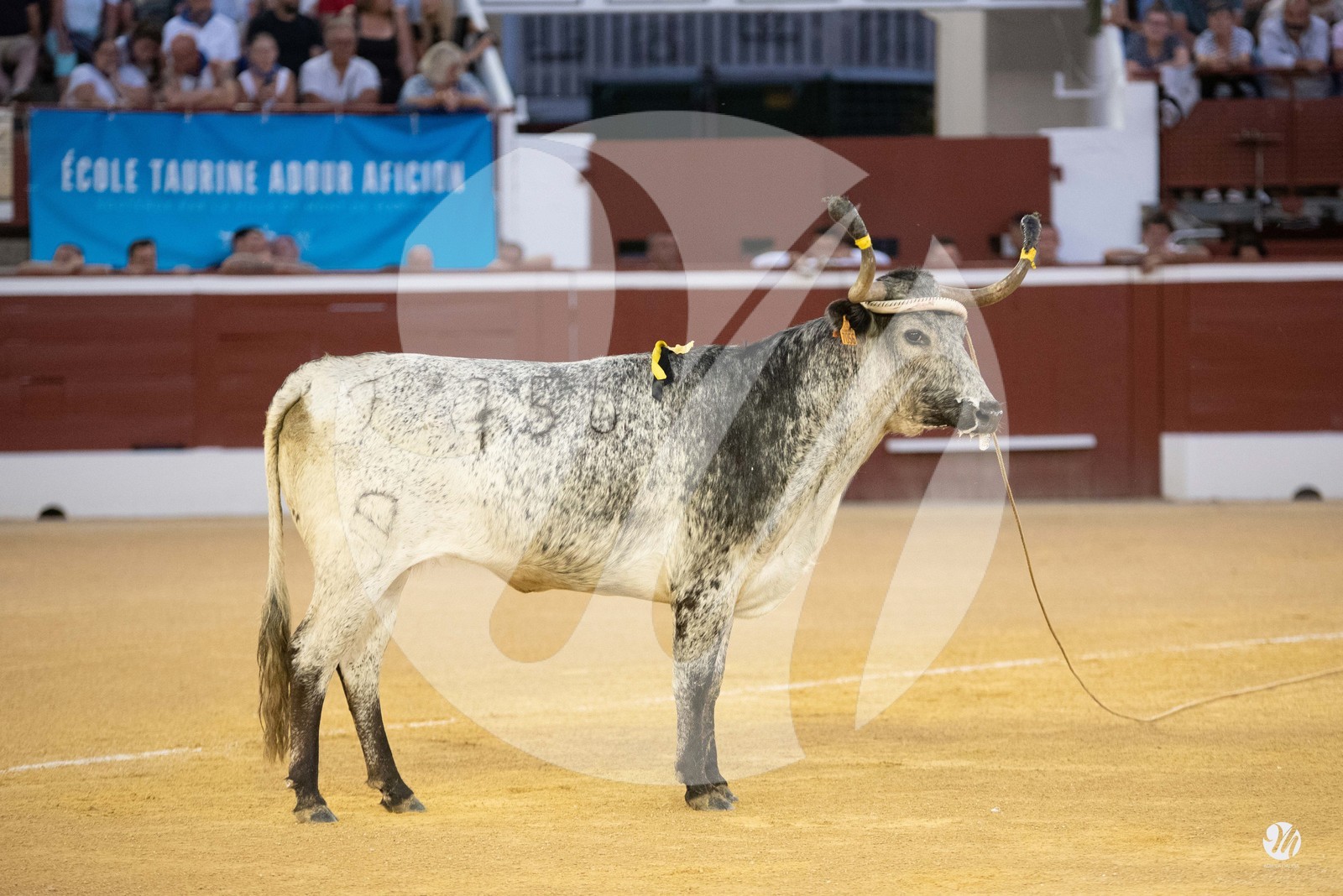 dsc_9668.jpg