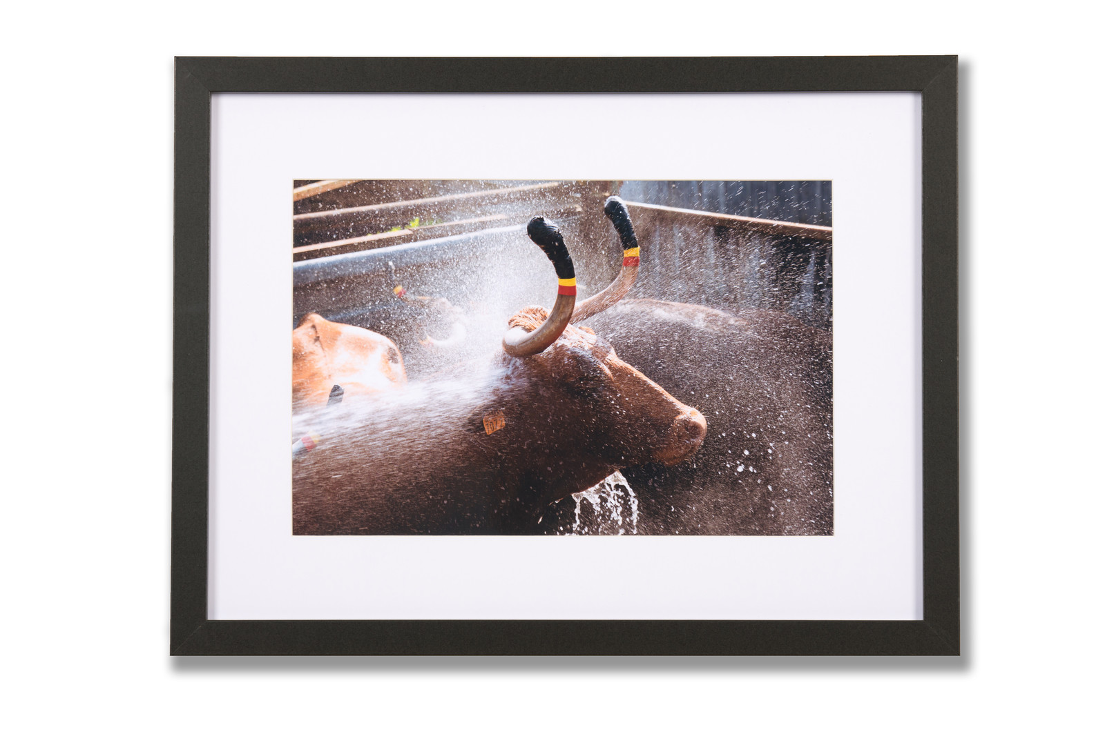 Cadre photo, photographie vache